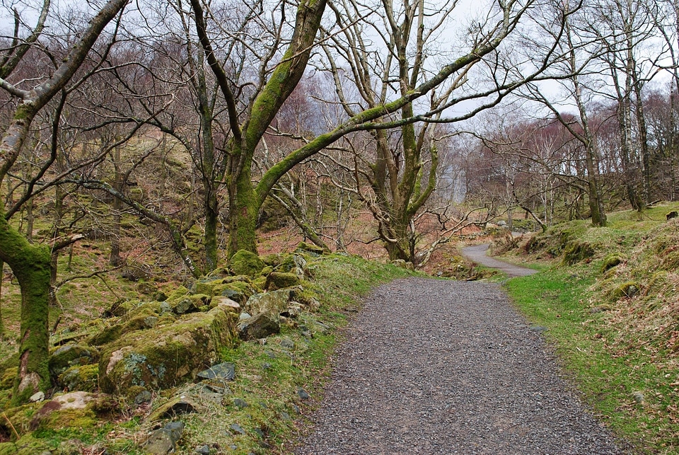Season trees road