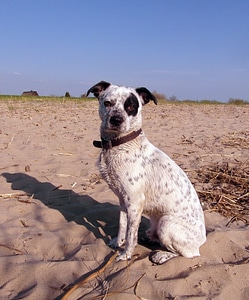 White black spotted