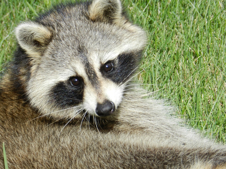 Mammal procyon lotor face