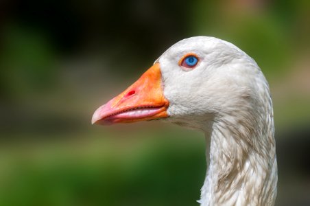 Domesticated goose head, Chaguaramal, Venezuela