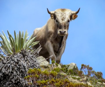 Charolais cattle, Sierra Nevada, Venezuela photo
