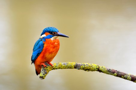 Eisvogel kingfisher photo