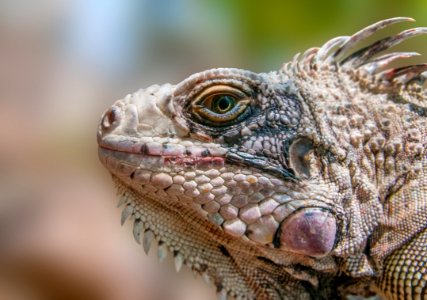 Iguana Iguana from Margarita Island