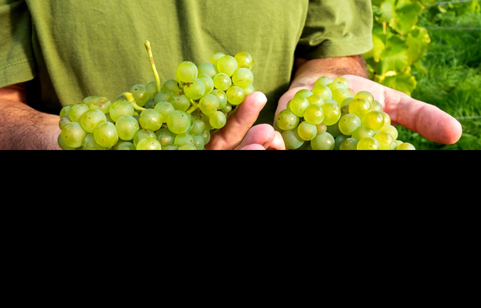 Javier shows part of the grape harvest in his Lysekil vineyard 1 - cropped