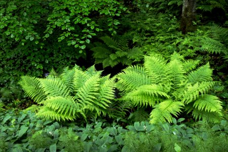 Beech, ferns and lily of the valley in Gullmarsskogen 1