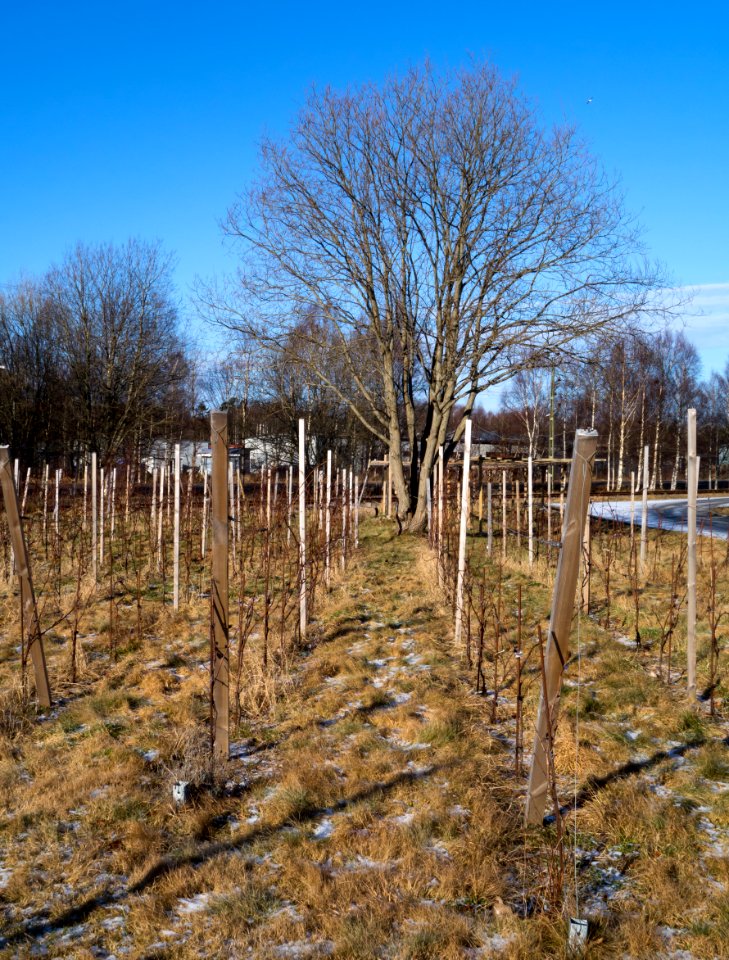 Vines in Cateaux Luna vineyard 3
