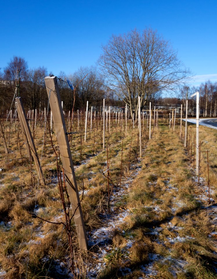 Vines in Cateaux Luna vineyard 4