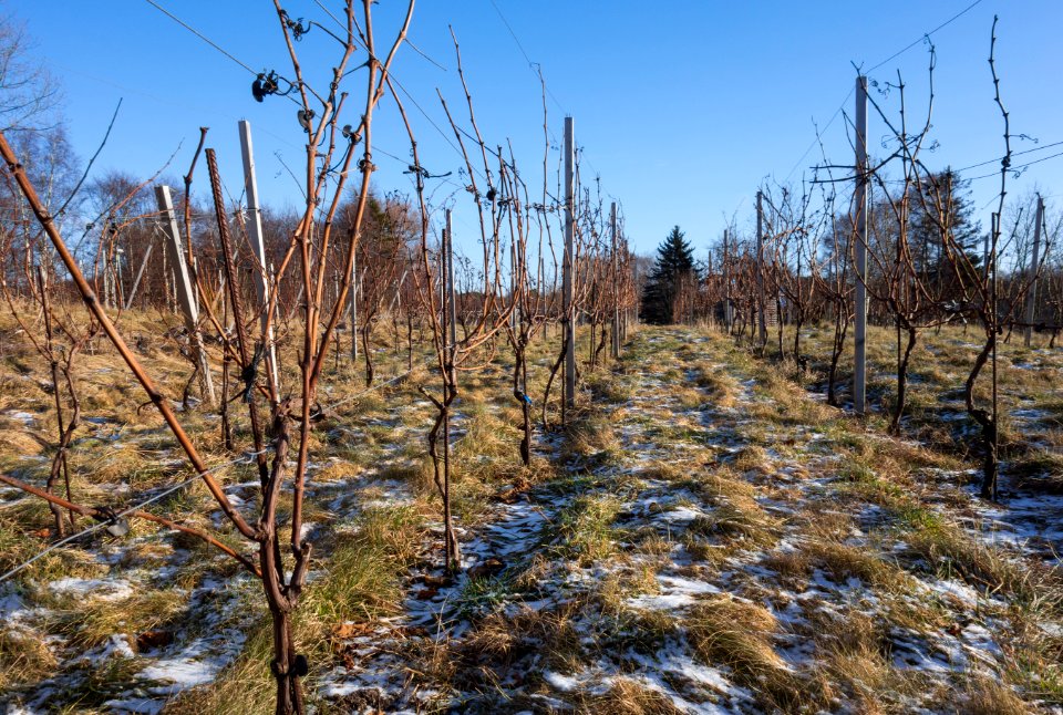 Vines in Cateaux Luna vineyard 2