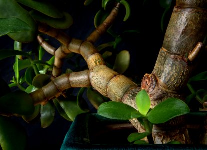 Among the branches of a potted jade plant photo