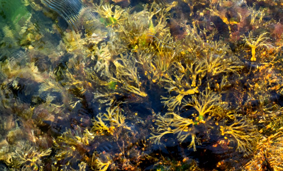 Bladder wrack in Smstad harbor 1