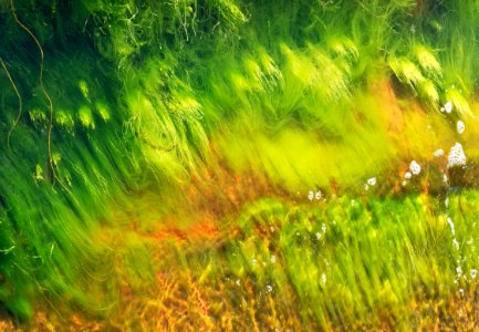 Cladophora glomerata in a wave at Govik 4 photo