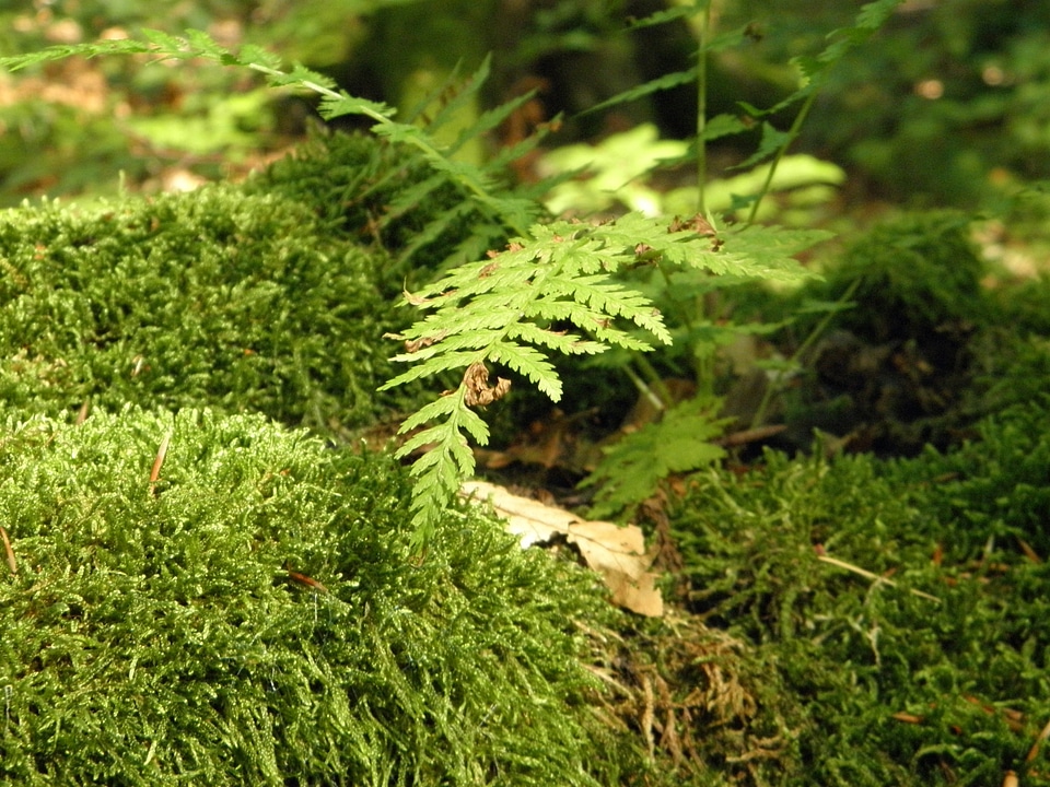 Fern plant leaf