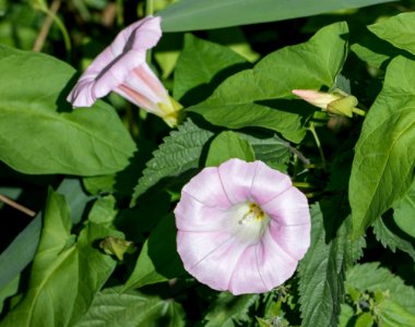 Field Bindweed in Brodalen