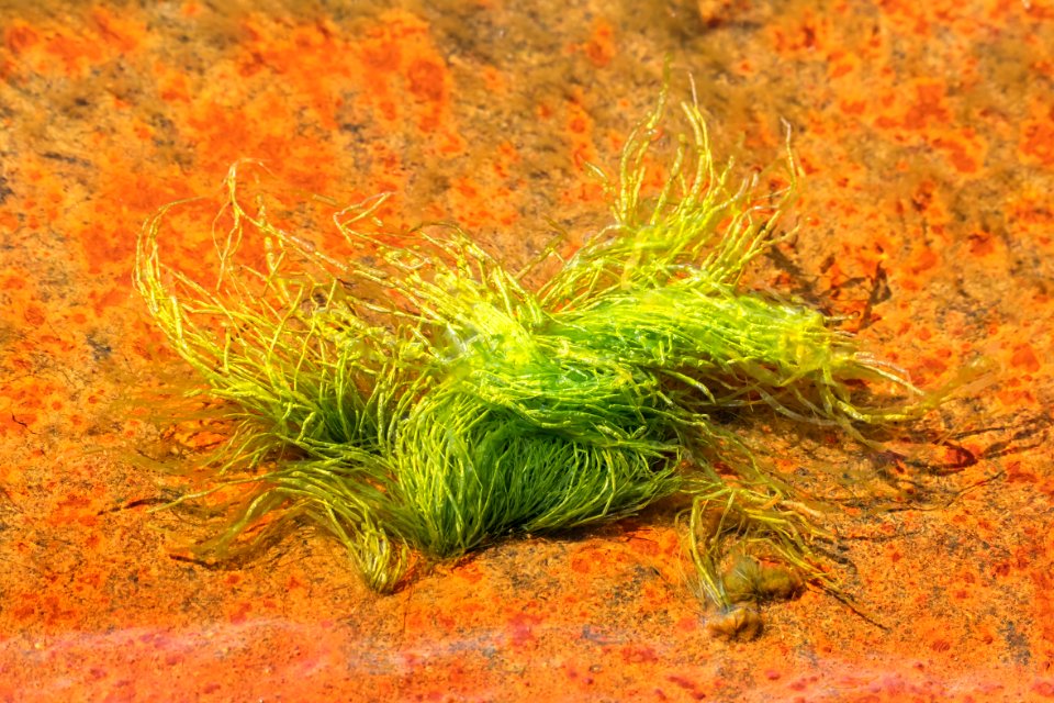 Gutweed at low tide in Brofjorden 8
