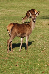 Richmond park wildlife hind