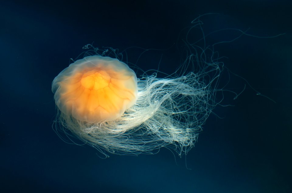 Lions mane jellyfish in Gullmarn fjord at Smstad 3