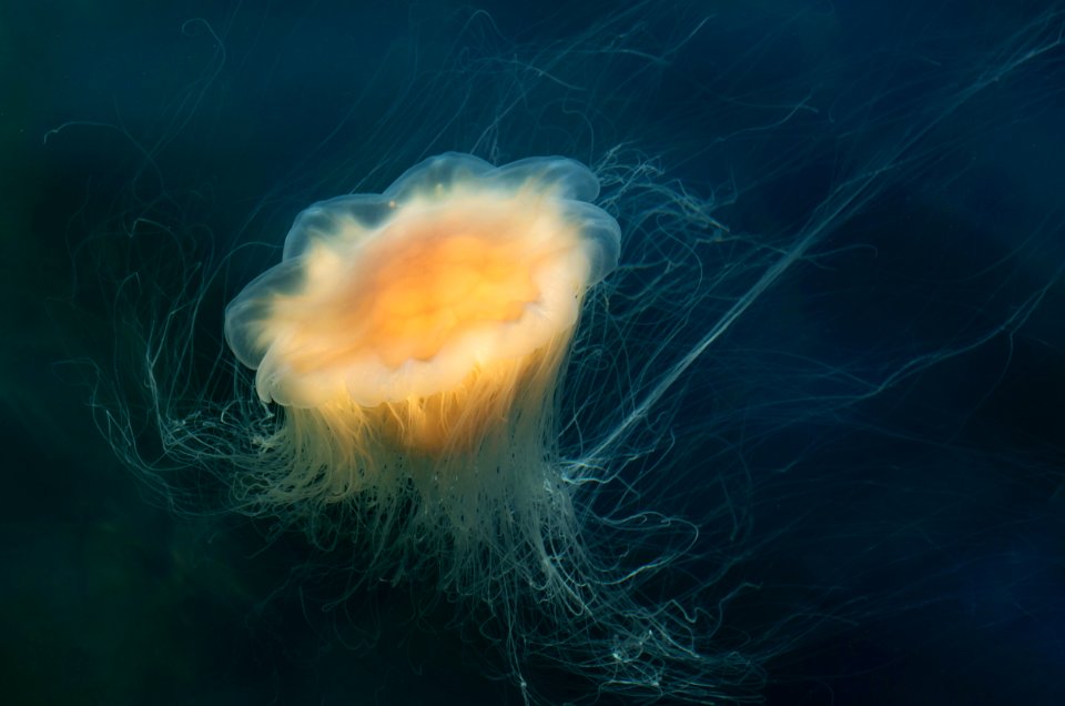 Lions mane jellyfish in Gullmarn fjord at Smstad 8