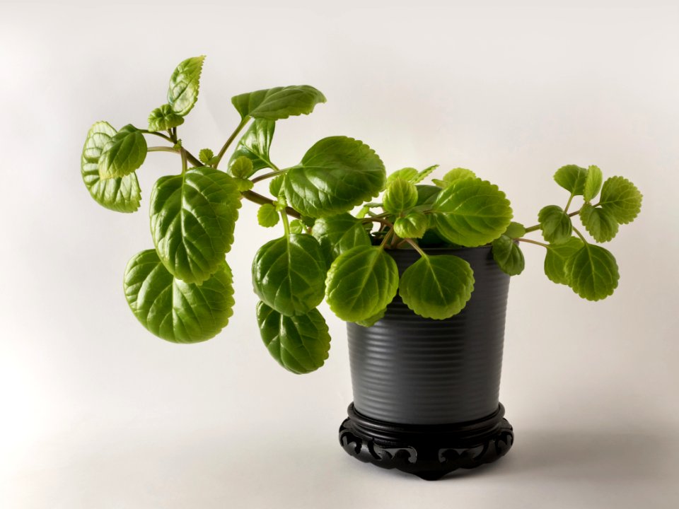 Plectranthus verticillatus in a ceramic pot