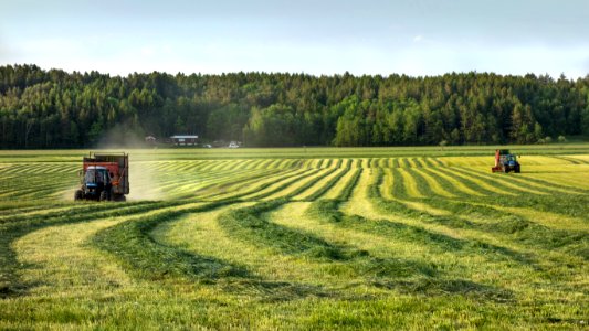 Silage windrows and two tractors 2