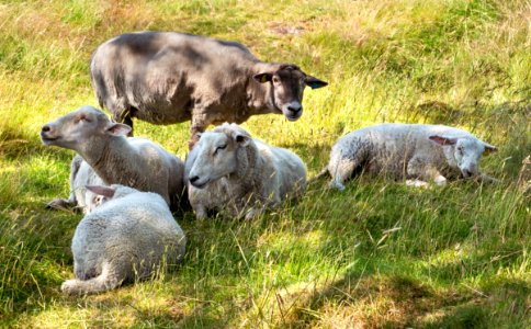 Sheep lounging in the shade of a tree with matriarch standing guard