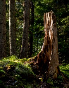 Spruce tree stump in Gullmarsskogen ravine