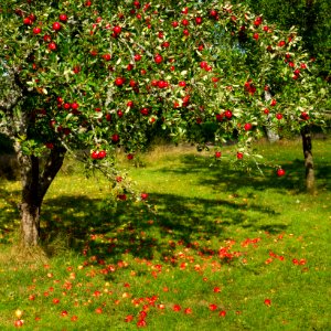 Tree with red apples in Barkedal 4 photo