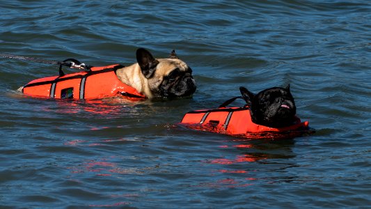 Two French bulldogs swimming in life jackets photo