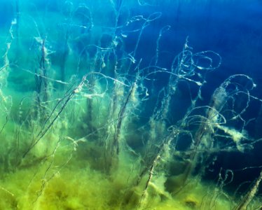 Underwater slope in Gullmarn fjord 2 photo