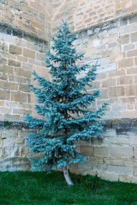 Picea pungens f.glauca, Miranda de Ebro, Spain