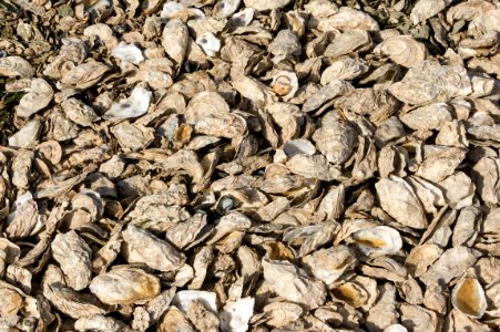 Oyster shells, texture, Esnandes, Charente-Maritime, august 2015 photo