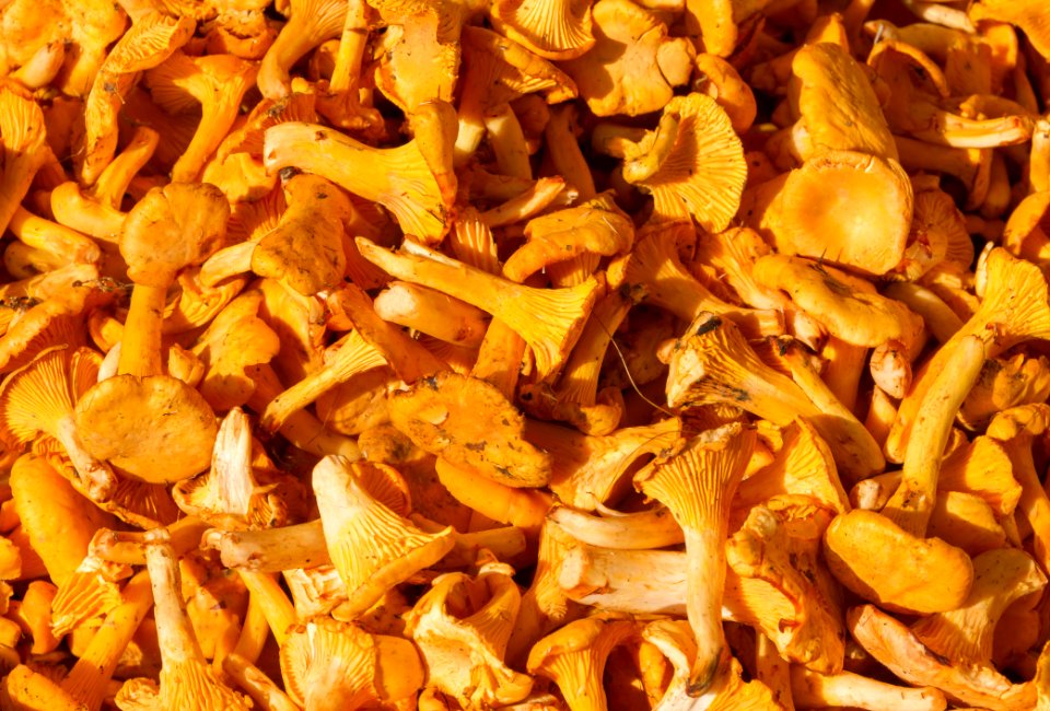 Girolles Viktualienmarkt Munich