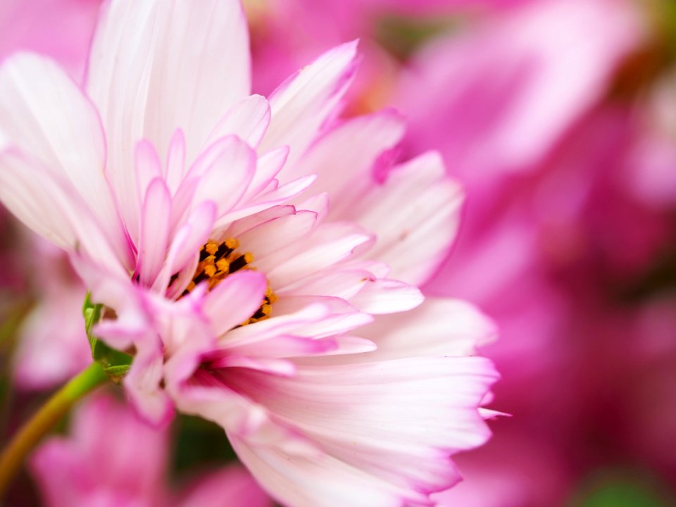 White and Pink Cosmos