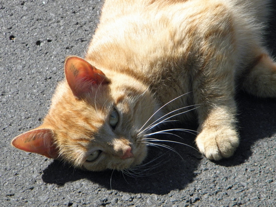 Cat's eyes animals kitten