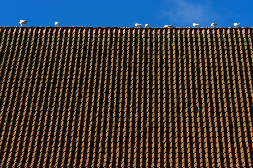 Castle Nyborg roof Denmark