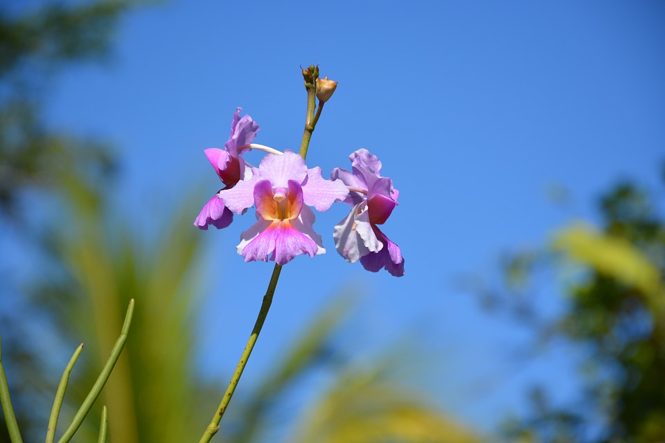 Beautiful nature floral