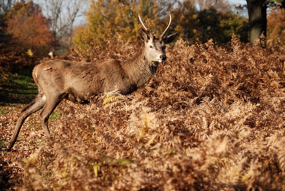 Wildlife stag antlers