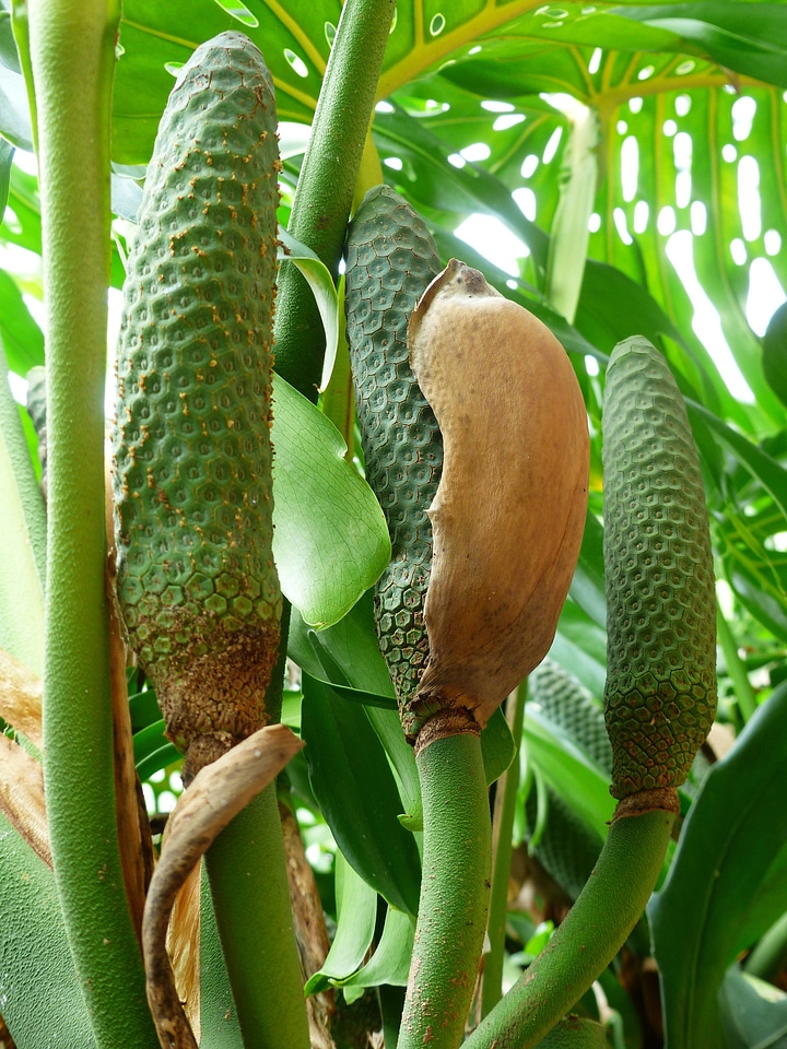 Inflorescences piston philodendron flower
