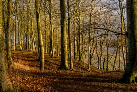 Trees along the Hald S Viborg Commune Danemark