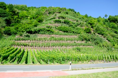 Vineyards Neef jun 2018