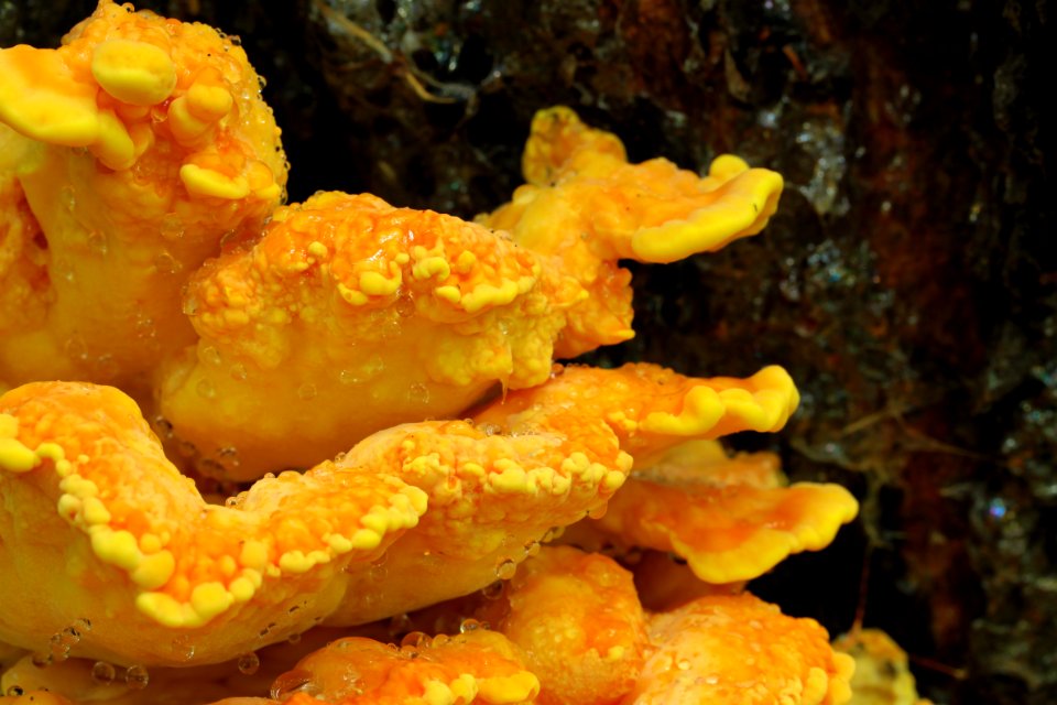Laetiporus sulphureus