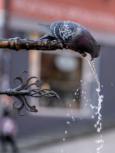 Trinkende Taube am Neptunbrunnen in Tbingen 2019