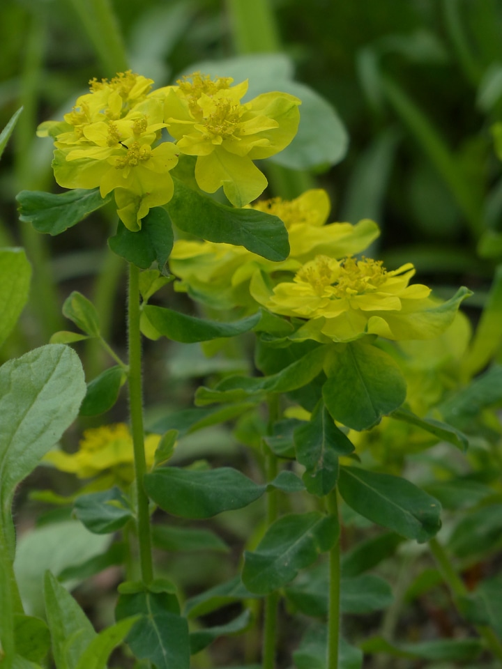 Bloom yellow bilious green