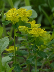 Bloom yellow bilious green photo