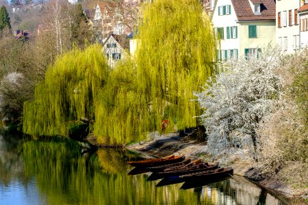 Stocherkhne in Tbingen an der Neckarfront gesehen von der Treppe vor der Neckarmauer 2019