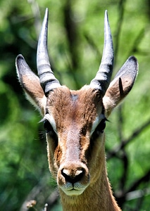 Kruger park fauna animal