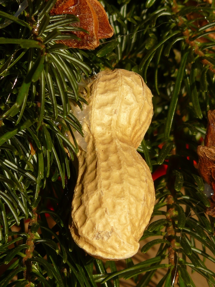 Nut decoration advent wreath