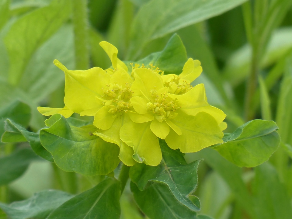Bloom yellow bilious green