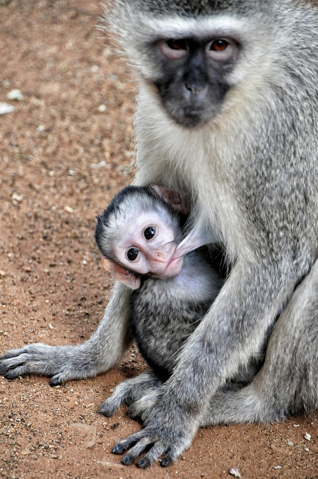 Pocket mother breastfeeding