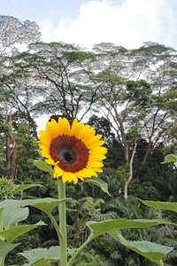 Floral plant natural
