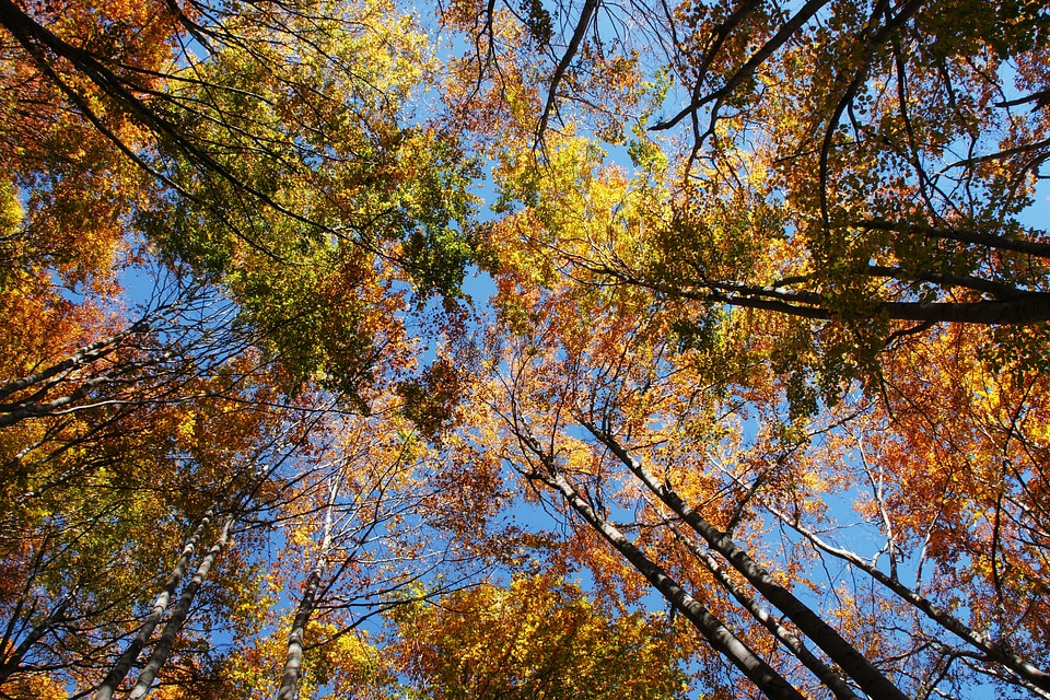 Autumn nature green
